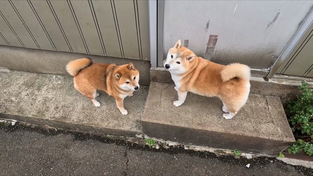 マヨネ on X: マヨネ on X: