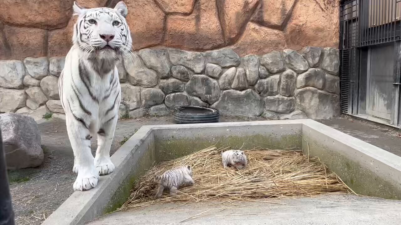 東武動物公園【公式】リュウくん on X: 