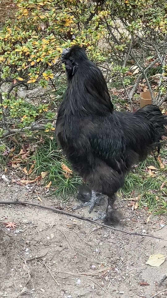 熱田神宮の黒いニワトリさんが想像以上にコケコッコー🐓