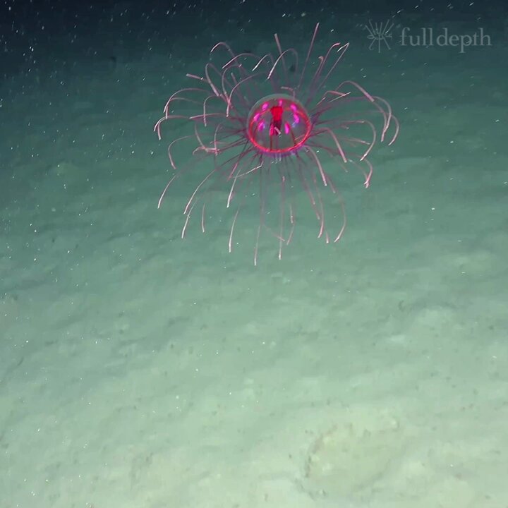 伊藤昌平|ナガヅエエソ on X: 