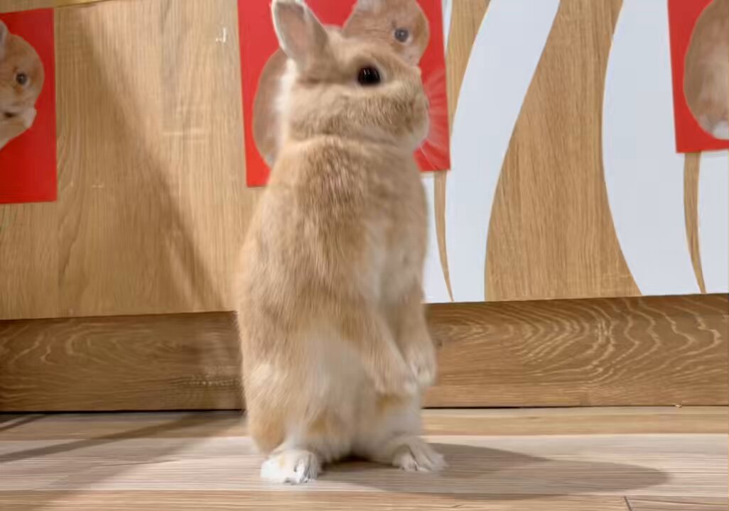 うさぎのしっぽ洗足店 on X: うさぎのしっぽ洗足店 on X: