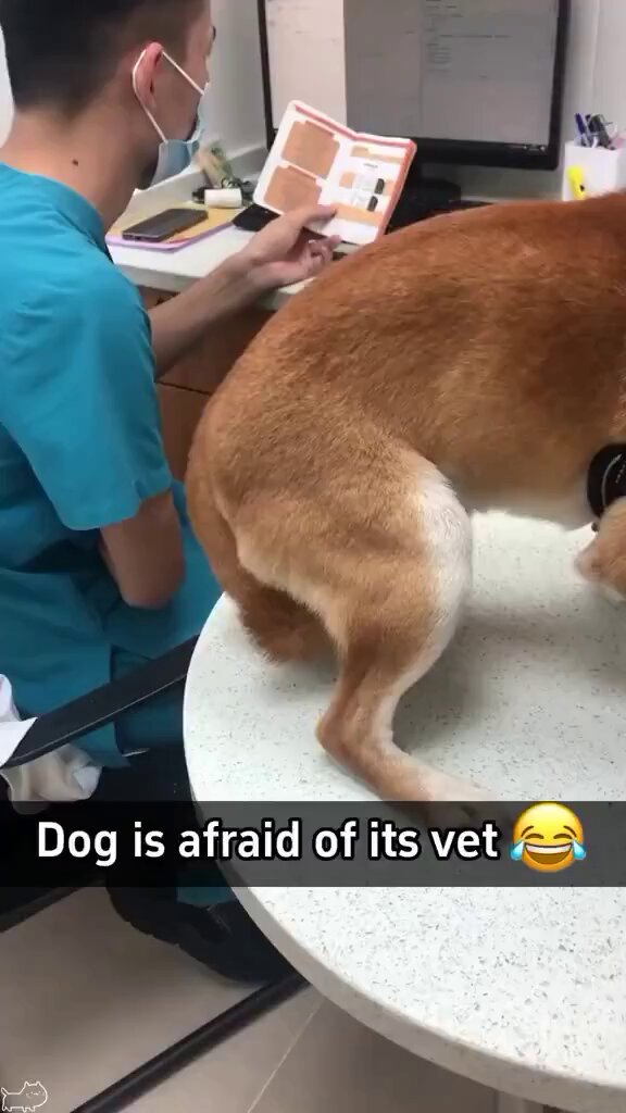 It's not just people who are afraid of doctors. 😂😂 