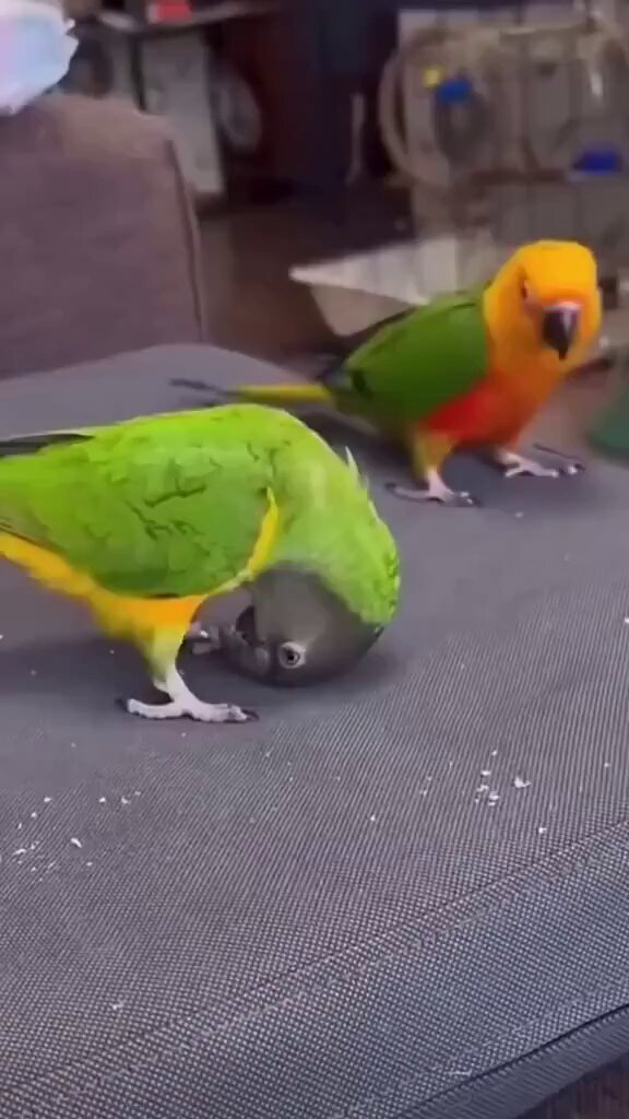 Parrot tries to imitate its friend to get food as a reward. 😂 