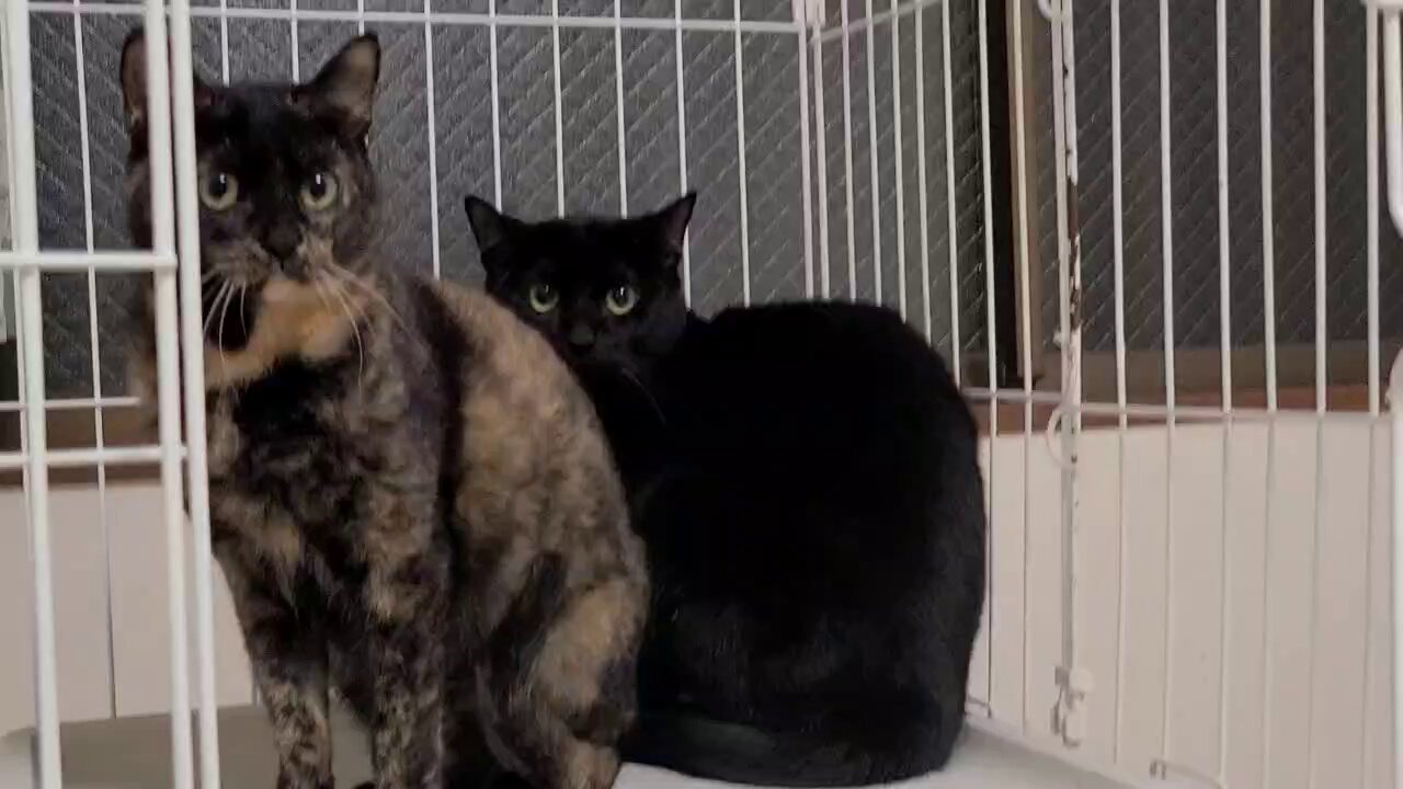 こねこ屋様♡ありがとうございます♡ こねこ屋様♡ありがとうございます♡ （齋木宗幸ブリーダー