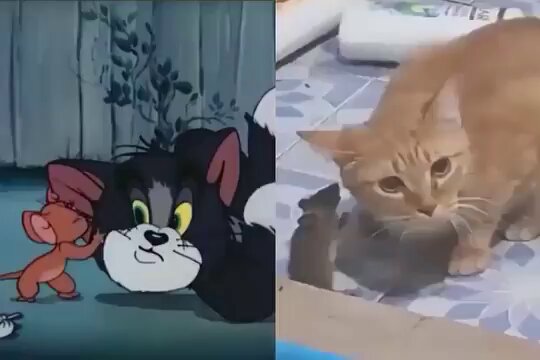 Tom and Jerry cartoon and real life. 