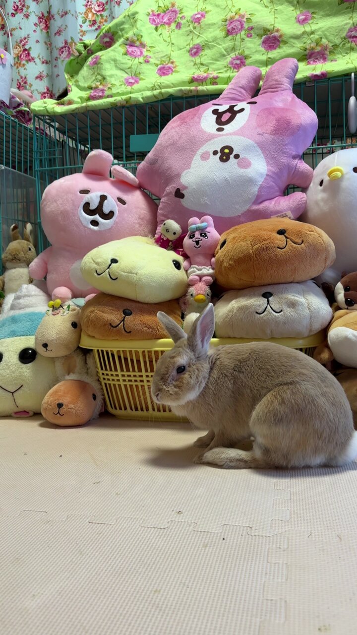 ピンクのうさぎ - Search / X