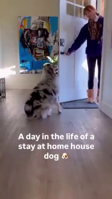 An incredible dog! 
It is like the mother of the home. ❤️😂 