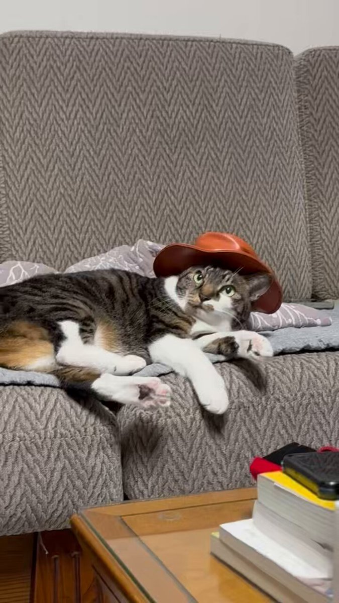 cat wif hat