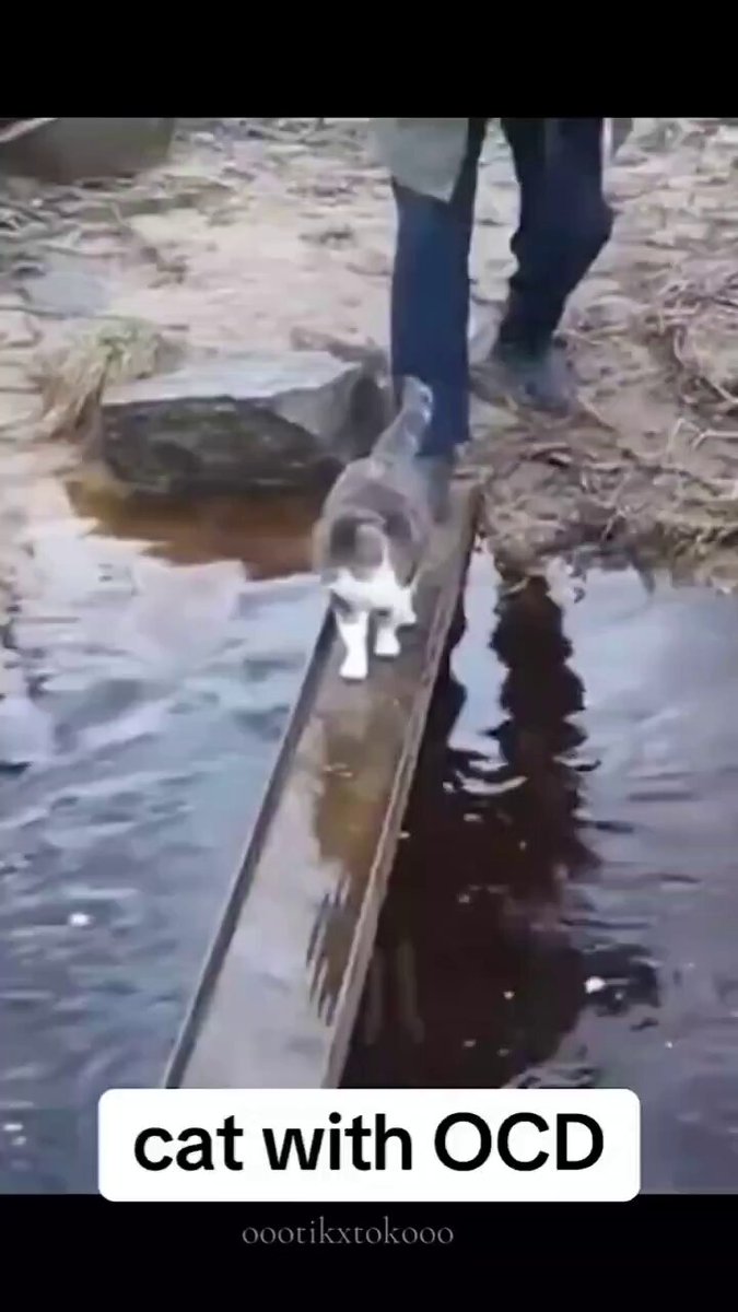 Cute cats with OCD ❤️😂 