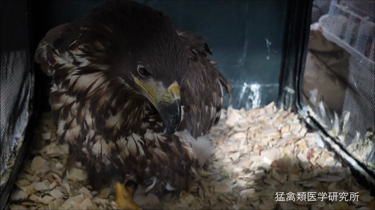 猛禽類医学研究所 齊藤慶輔 on X: 