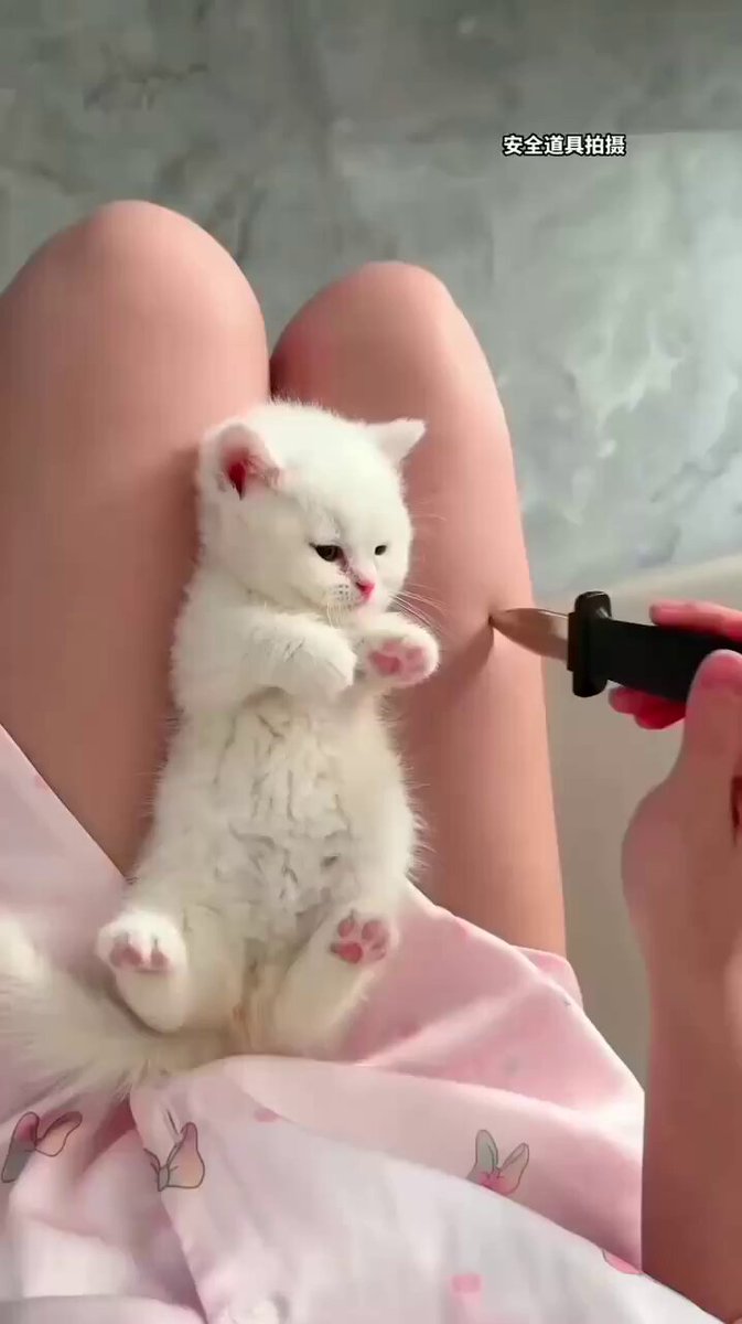 Cats will be cats. 
So cute! 😂 