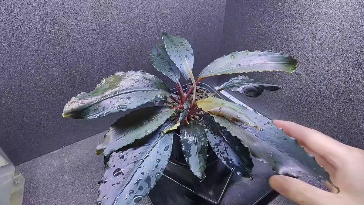 Bucephalandra sp. 