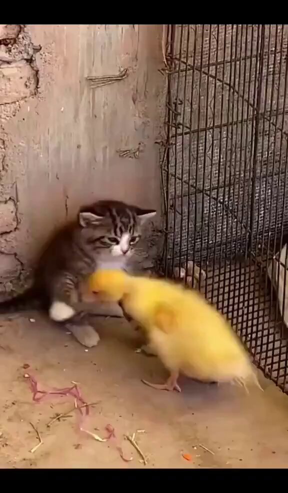 OMG the scariest fight in the world. ❤️ 