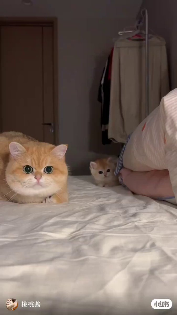 No need Garfield DNA test. 
