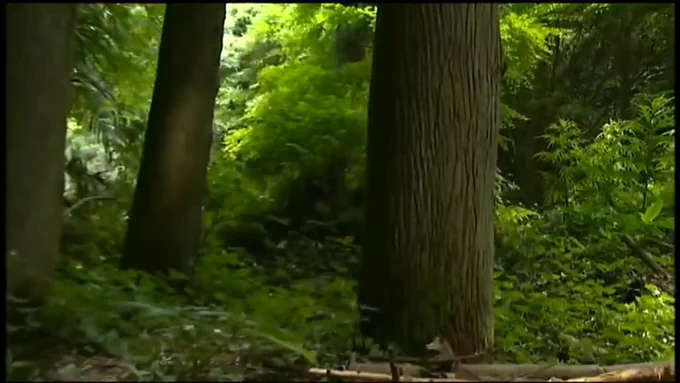 雑木林に女の手を引き入り込む男。 大木を背にした女の着物から乳房を露わにし、足を上げ股を啜る。