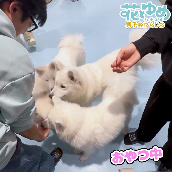 花とゆめ男子会⁉︎らじお　300回記念缶バッジ 下野紘×島崎信長 インターネットラジオステーション＜音泉＞ على X: 