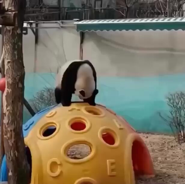 I’m still wondering how Pandas ever survived in the wild 😂 