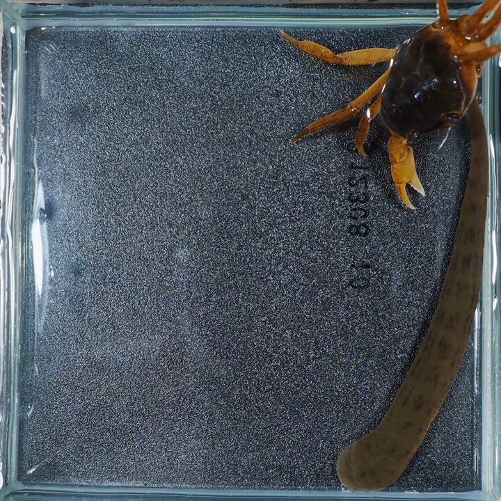サワガニ様用 カニの世話まとめ（2020/12現在） - xavolog
