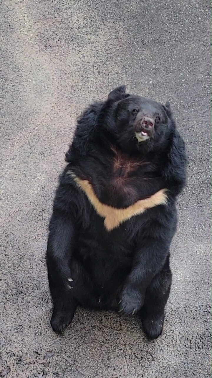 阿蘇カドリー・ドミニオン【公式】 on X: 