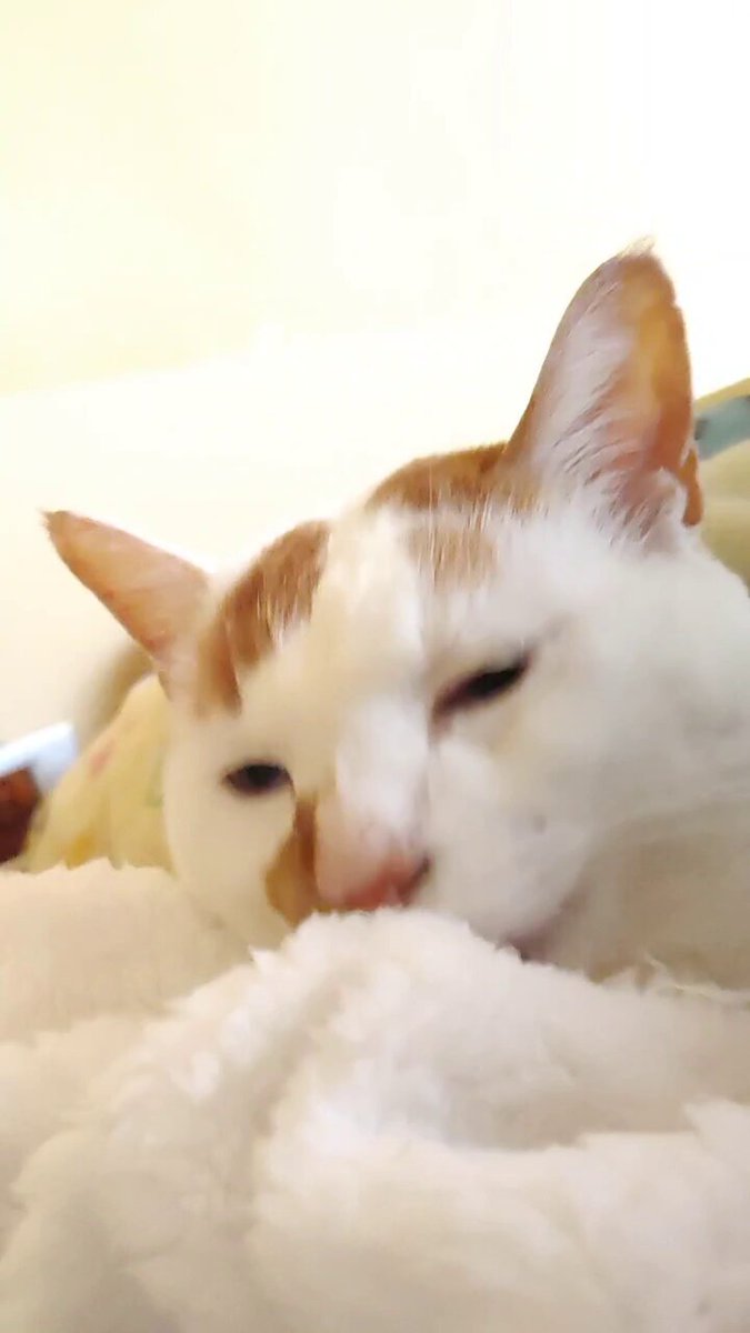 とろちゃん Tororo Ch. 猫麦とろろ - YouTube