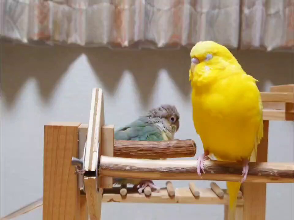 rainbownails✿in.ibaraki | 【推し活まとめ】ストグラ 鳥野ぎん