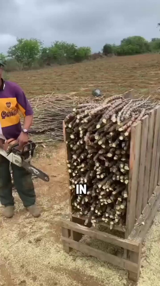 The process of cassava farming. 