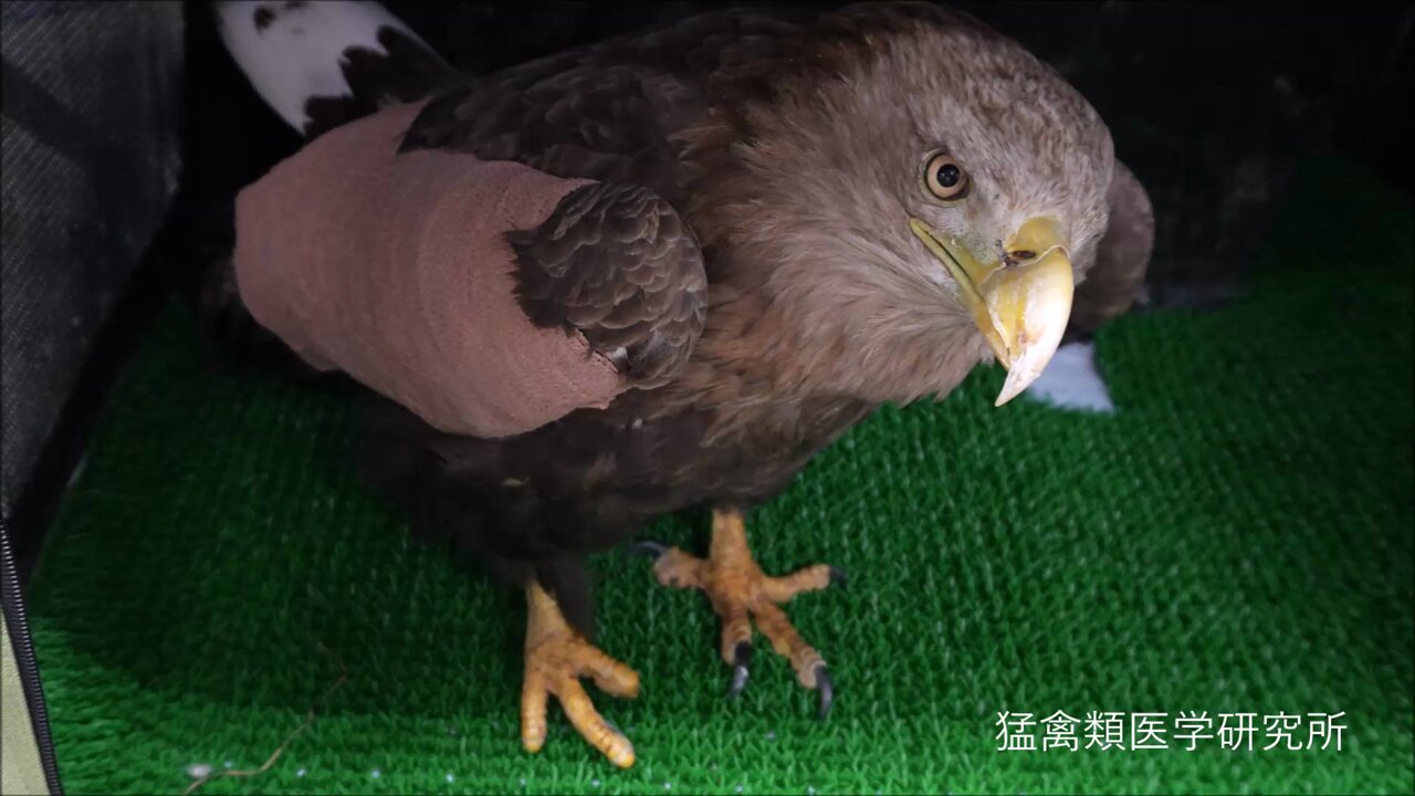 猛禽類医学研究所 齊藤慶輔 on X: 