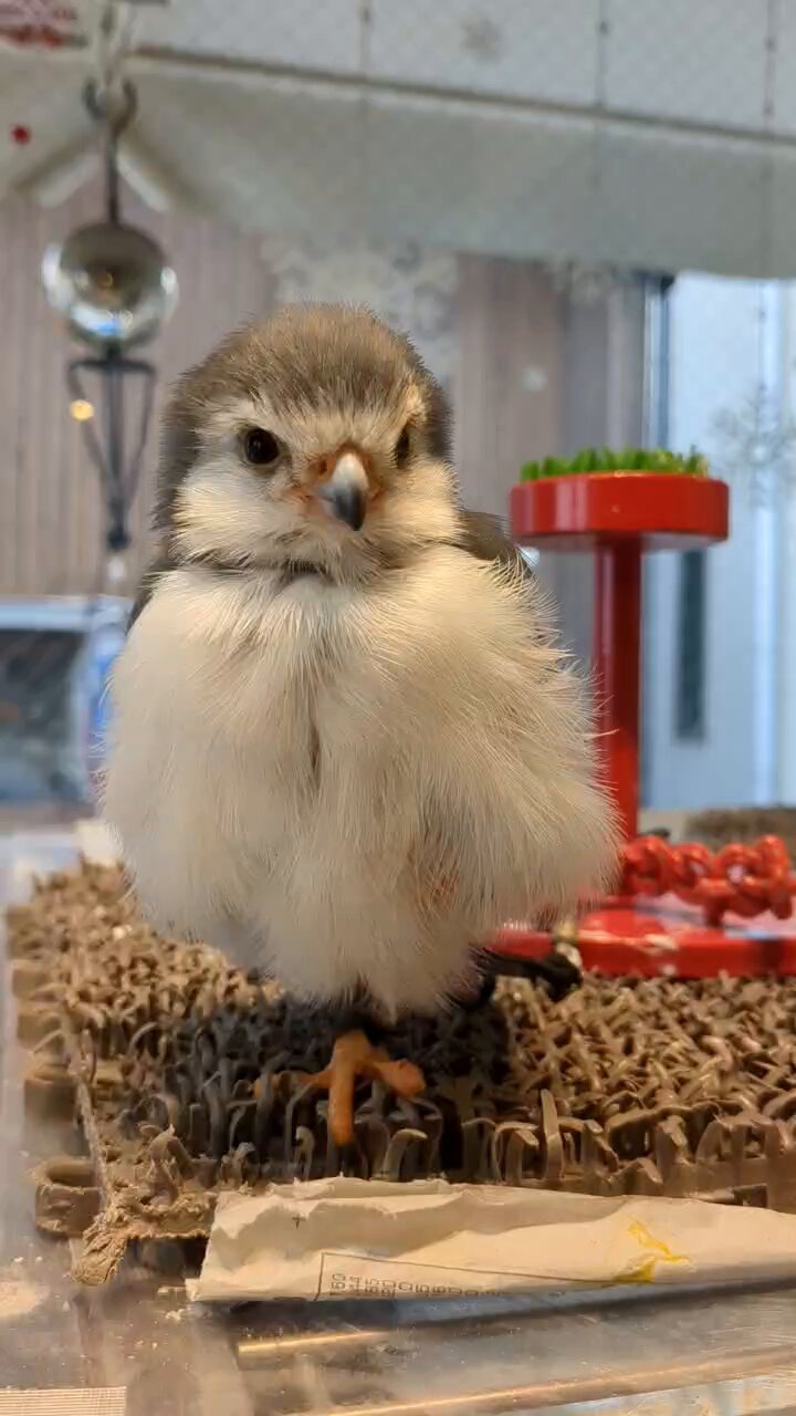 ピグミーファルコン - Search / X