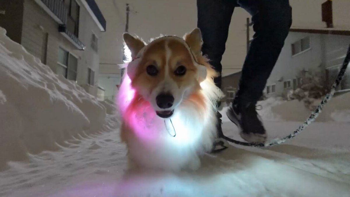 コーギー 🐶おやつ？ #コーギー #コーギーのいる暮らし #corgi #犬