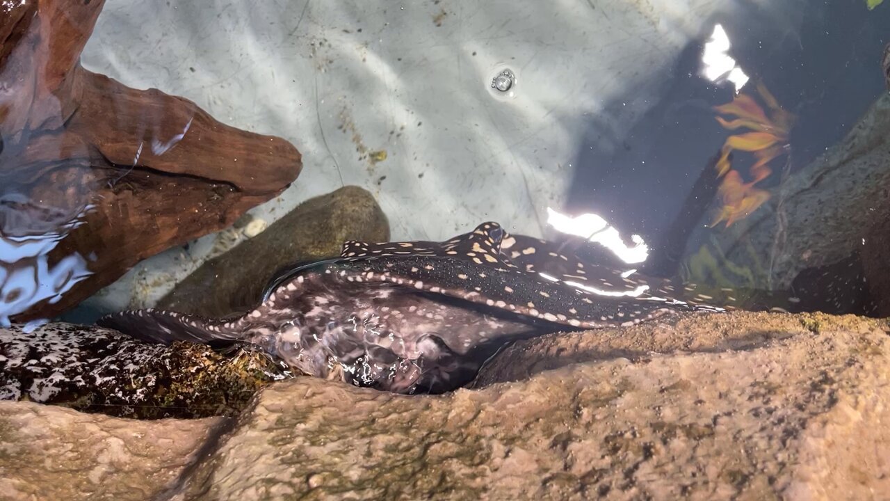 カワスイ 川崎水族館 on X: 