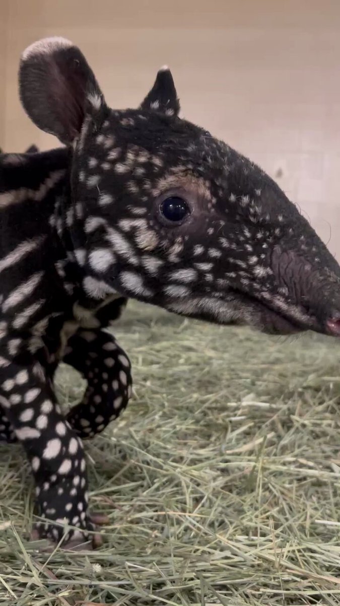 マレーバクページ マレーバクページ とべ動物園マレーバクの赤ちゃんの模様 | とべ