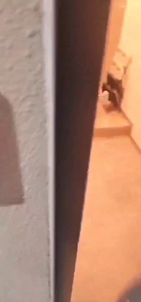 Video oleh @aoimamax