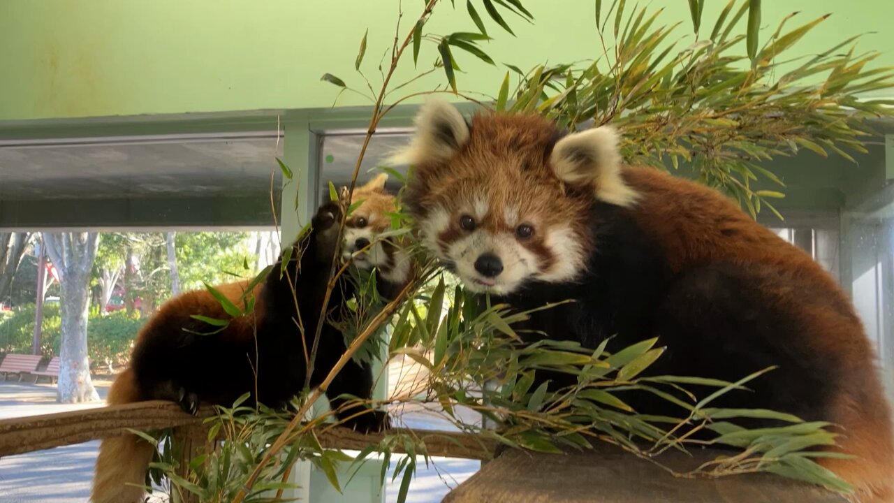 千葉市動物公園【公式】 on X: 千葉市動物公園【公式】 on X: