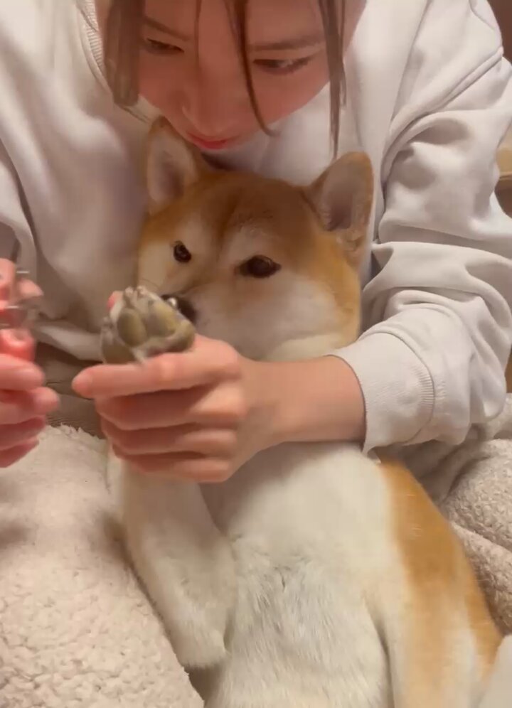 柴犬りん様 柴犬 りん on X: 