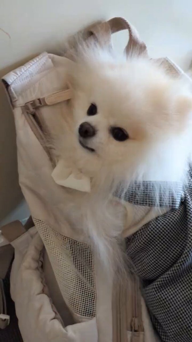 はち𐔌՞⁔•͈ ·̫ •͈⁔՞𐦯Pome𝐋𝐨𝐯𝐞🐾﹏𓈒𓂂𓏸 on X