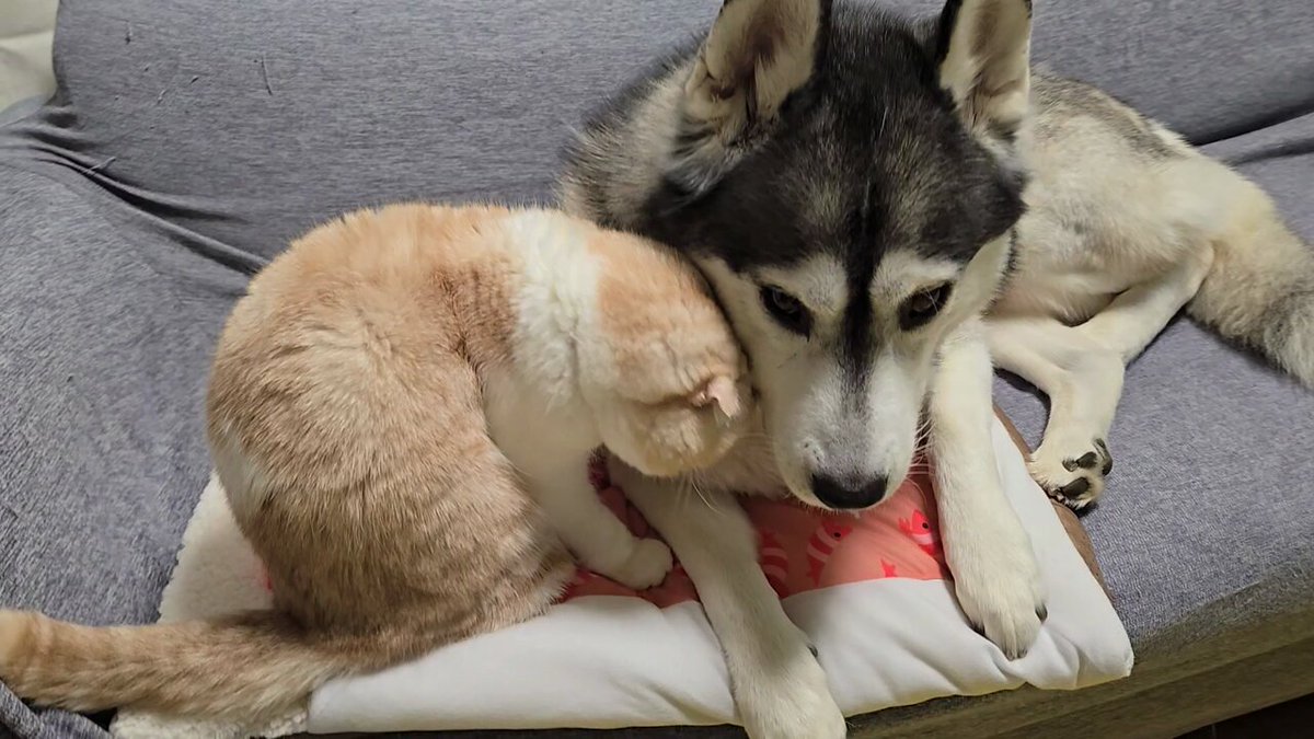 犬と猫の親バカ日記 (@CjCannel) / X