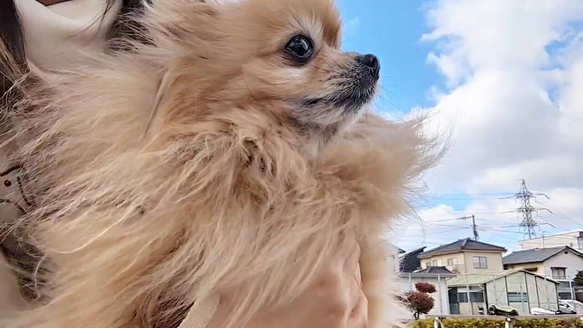 ポメころび•*¨*•.¸♬︎です ポメころびページです＊ もちもちこ ページ もちもちこページ zx