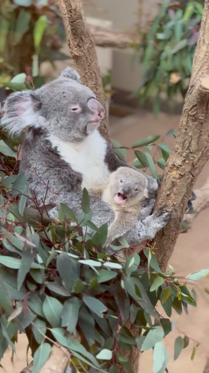 神戸市立王子動物園（公式） on X: 