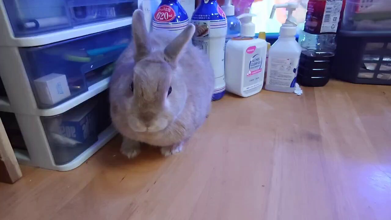 うさぽんさん♡ ꕤ‿‿‿‿‿‿‿‿‿‿‿‿‿‿‿‿‿‿ꕤ.｡ ⁡ ⁡ ⁡ 遅くなりましたが、うさぎしん
