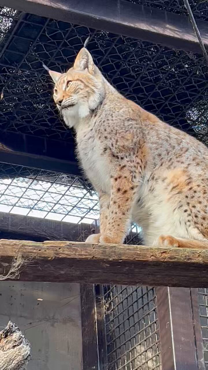 山猫 宇都宮動物園【公式】 on X: 
