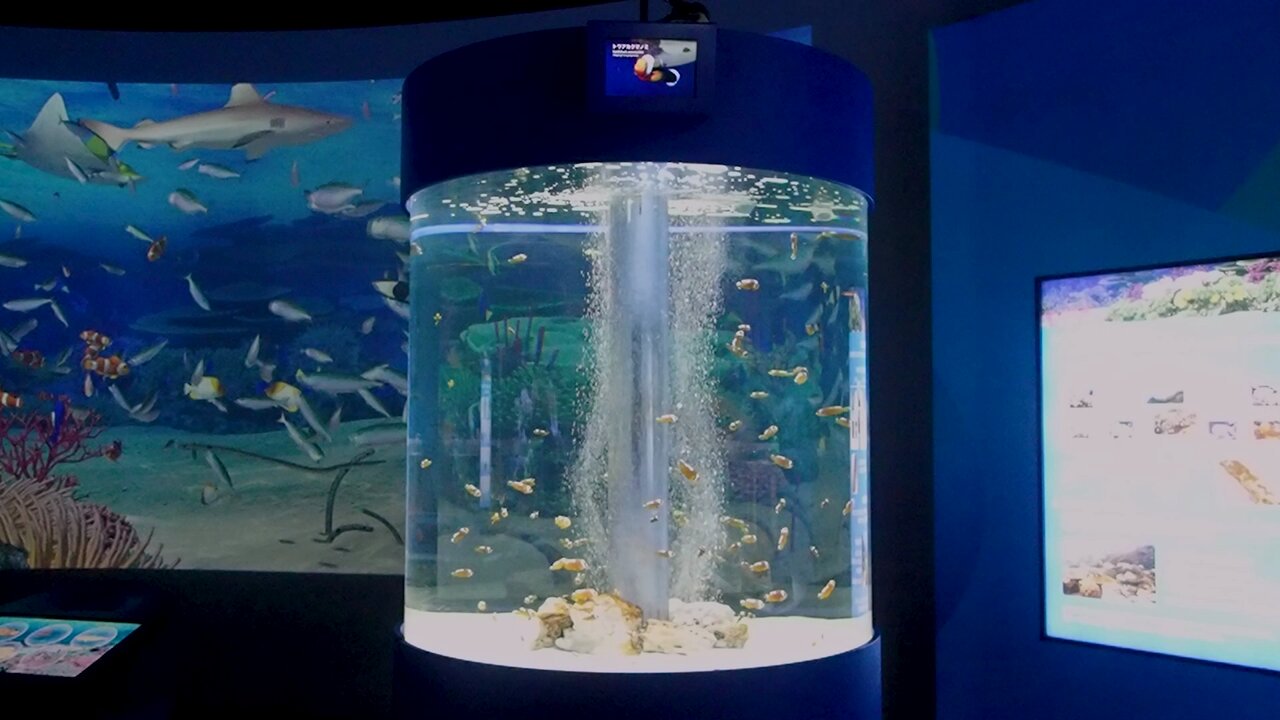 鴨川シーワールド【公式】 on X: 