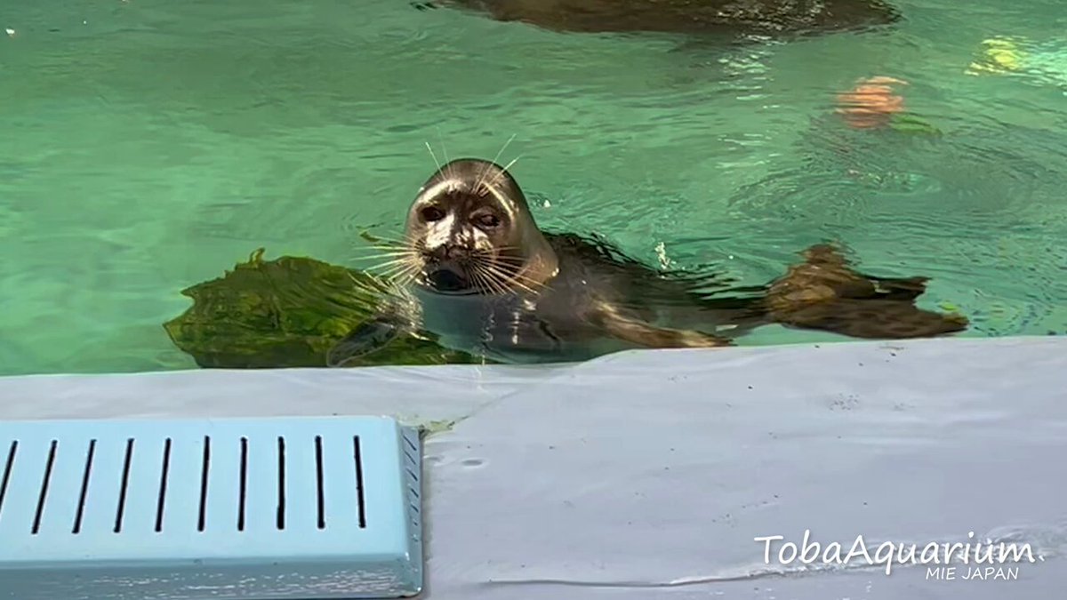 【レア】鳥羽水族館 バイカルアザラシ ニコ コレクションカード コレカ 1枚100円＋送料】鳥羽水族館コレクションカード