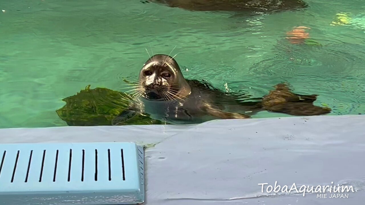 レア】鳥羽水族館 バイカルアザラシ ニコ コレクションカード