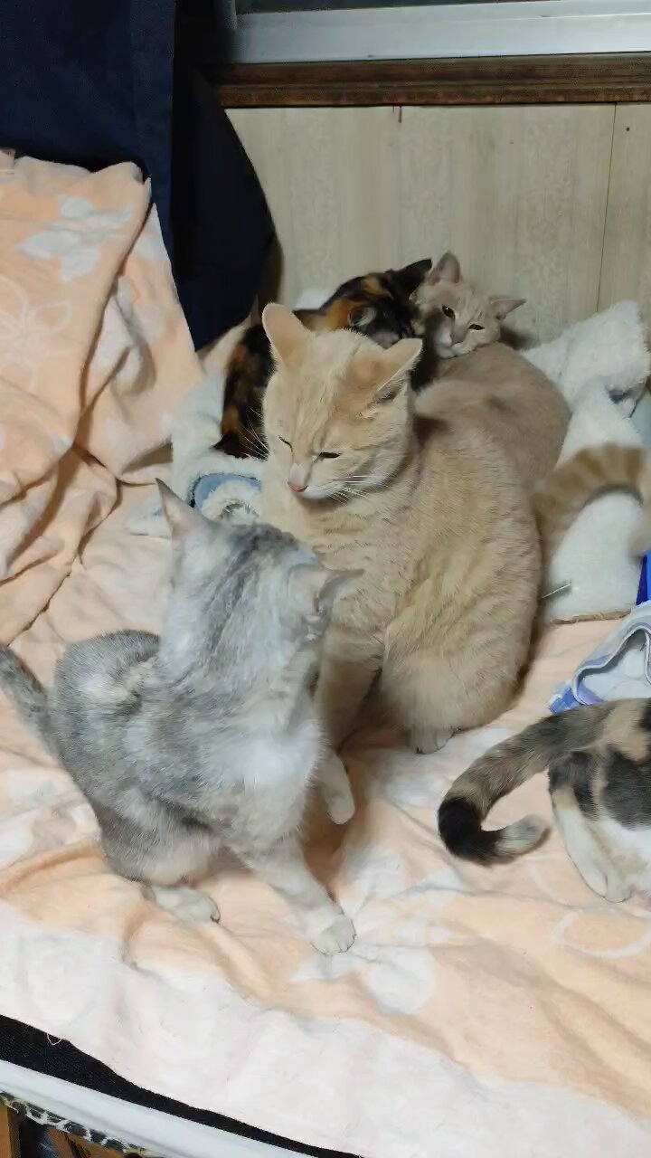 猫パンチ - Search / X