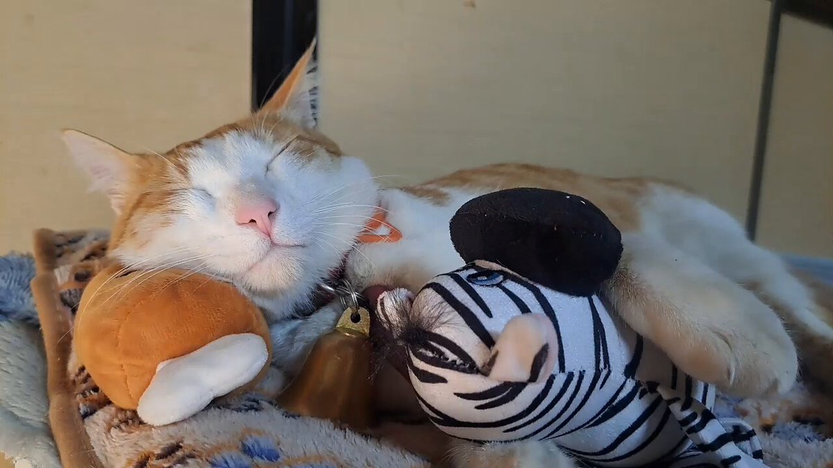 ねこにゃんにゃんにゃん♪です☆ にゃんにゃんにゃん - YouTube