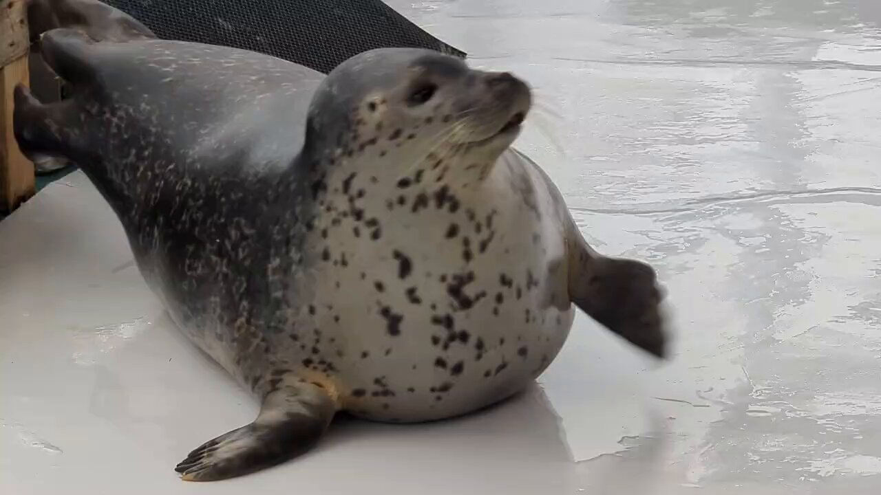@suzuk1_san_'s video Tweet @suzuk1_san_'s video Tweet