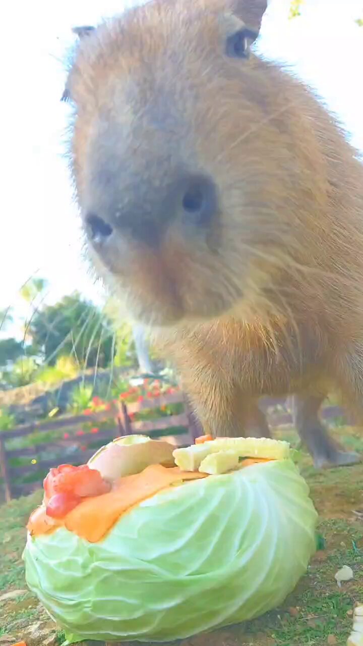 ぬいぐるみ　カピバラ　大サイズ　美らヤシパークオキナワ　東南植物楽園 🌴🏠🫧 New Openした「カピバラの森」をルームツアー