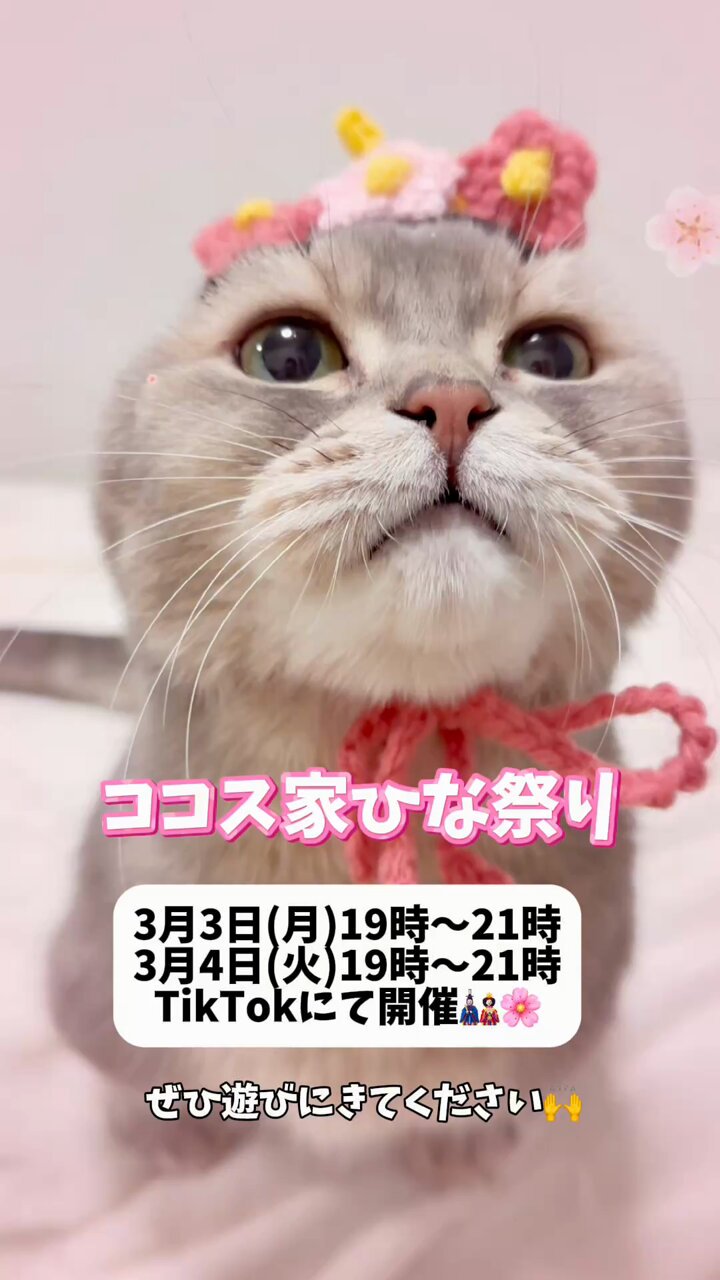 猫ココ おわんさばず 250606 - YouTube