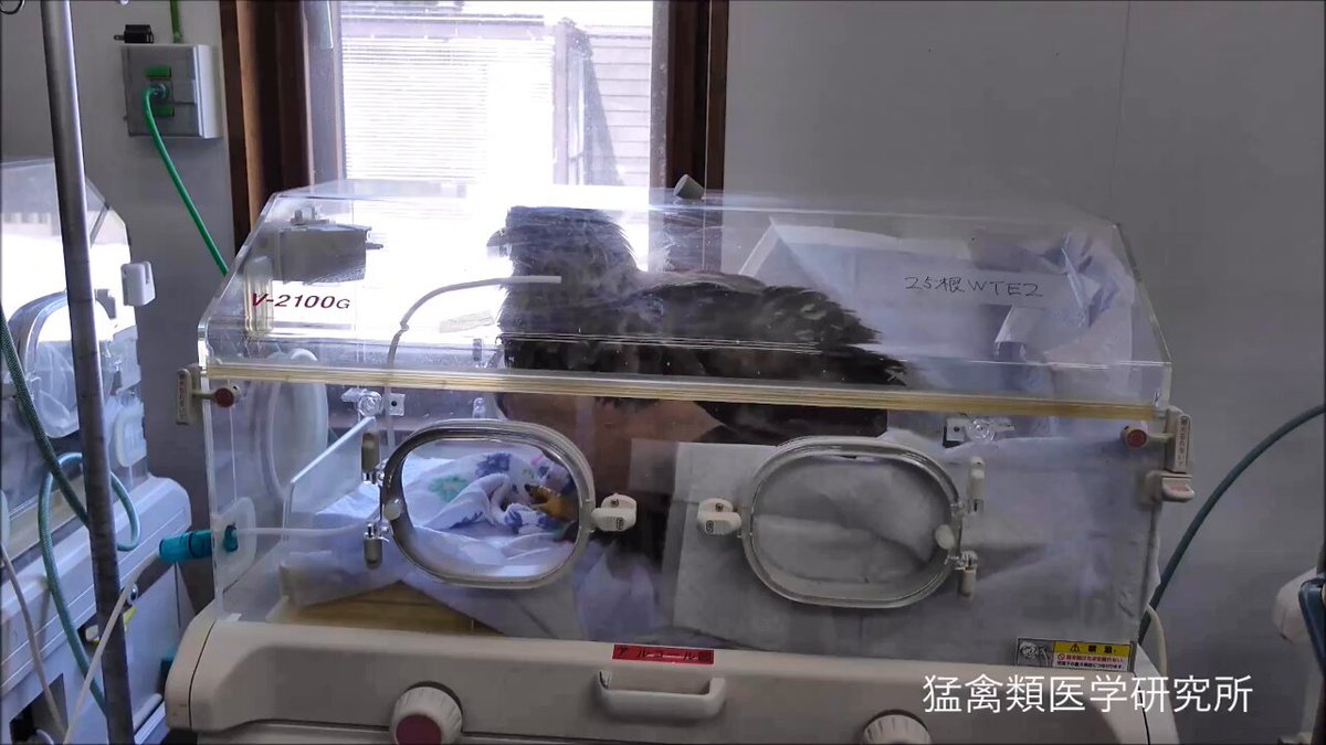 動物臨床繁殖学 コアカリ 獣医臨床繁殖学 | 獣医繁殖学教育協議会 |本 | 通販