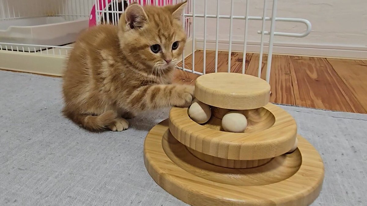 タカヤマ | 最近▶️(ほぼ犬猫) | Instagram